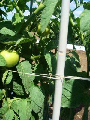 Fiberglass cost effeithiol cymorth pyst Tomato a llysiau yn cefnogi eraill a cewyll